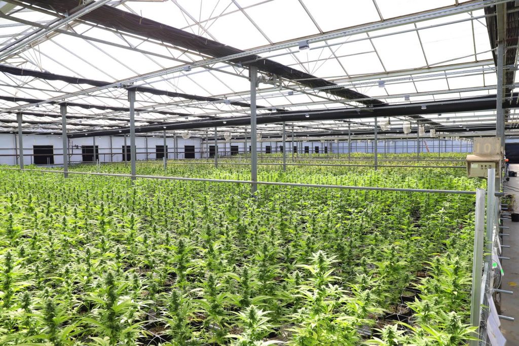 Cultivo de Cannabis Medicinal
